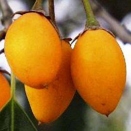 10 Mimusops zeyheri, Transvaal Red Milkwood Tree Seeds - Indigenous Edible Fruit