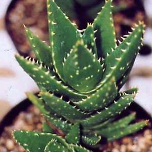 10 Aloe mitriformis Seeds (Sow Autumn - Winter) - Indigenous Succulents