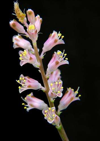 10 Lachenalia rosea Seeds - Indigenous Bulbs Seeds
