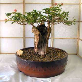 African Baobab (Adansonia digitata) Bonsai Tree Seeds - Indigenous Succulents