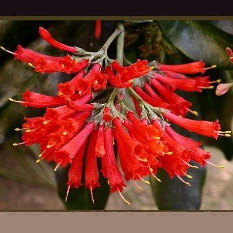 10 Natal Flame Bush (Alberta magna) Indigenous Tree Seeds
