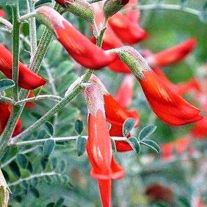 10 Sutherlandia frutescens Seeds - Kankerbos, Cancerbush, Wildegansie - Indigenous Medicinal
