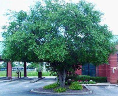 10 Chinese Elm, Lacebark Elm (Ulmus parvifolia) Tree Seeds - Exotic Frost Hardy