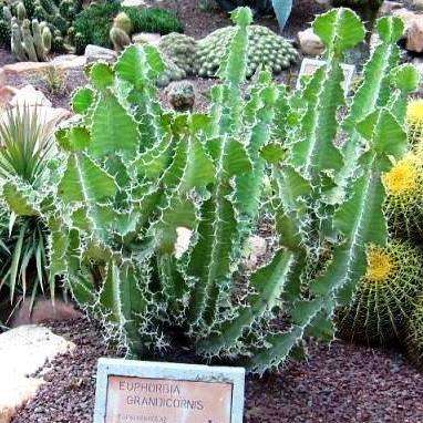 10 Euphorbia grandicornis Seeds - Cow Horn Euphorbia - Indigenous Succulents
