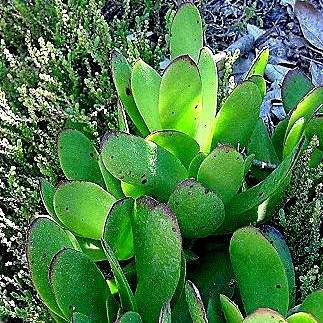 Crassula atropurpurea Seeds - Indigenous Succulents