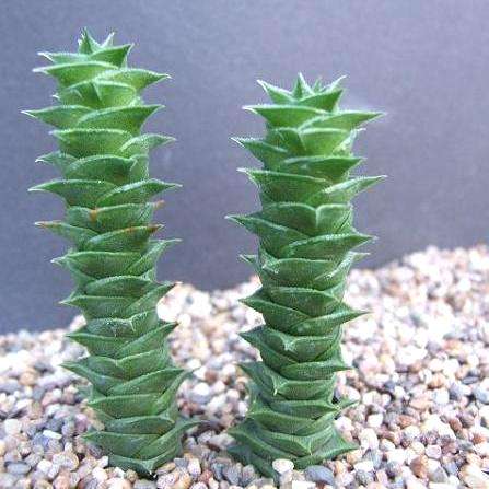 10 Astroloba foliosa Seeds - Indigenous Succulents