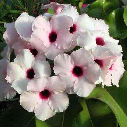 Adenium boehmianum Seeds - Bushmen's Arrow Poison - Succulents