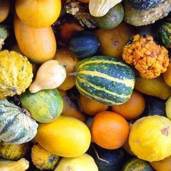 10 Ornamental Gourds Mixed Seeds