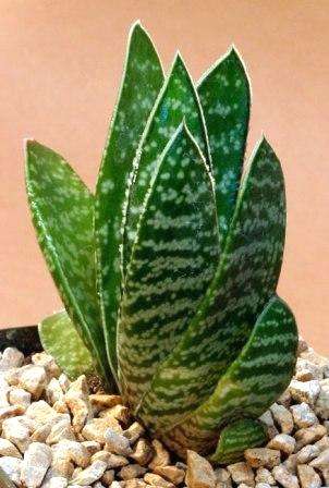 10 Gasteria brachyphylla Seeds - Indigenous Succulents