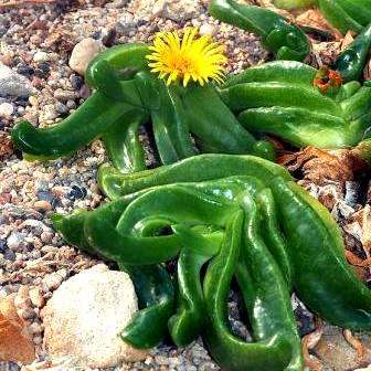 10 Glottiphyllum depressum Seeds - Tongue Plant - Indigenous Succulents