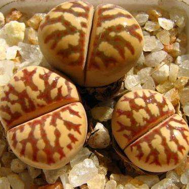 10 Lithops dorotheae Seeds - Stoneplants - Indigenous Succulents