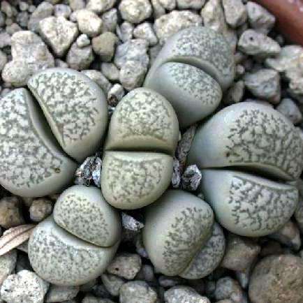 10 Lithops herrei Seeds - Stoneplants - Indigenous Succulents