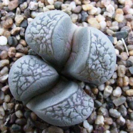 Lithops herrei Seeds - Stoneplants - Indigenous Succulents