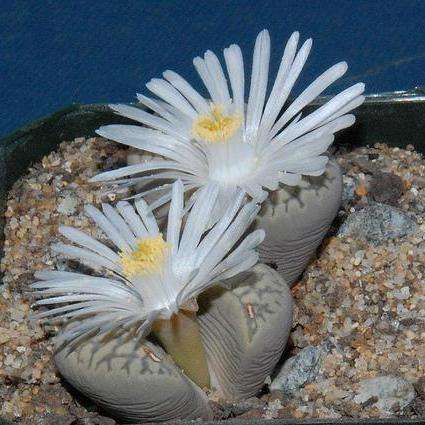 Lithops marmorata var. elisae Seeds - Indigenous Succulents