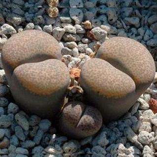 Lithops terricolor Seeds - Stoneplants - Buy Seeds for Indigenous South African Succulents