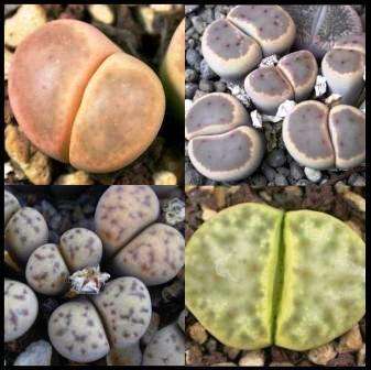 10 Lithops dinteri Mixed Varieties Seeds - Stoneplants - Indigenous Succulents