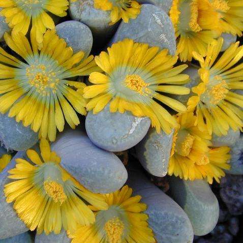 10 Lithops divergens var. amethystina Seeds - Stoneplants - Indigenous Succulents