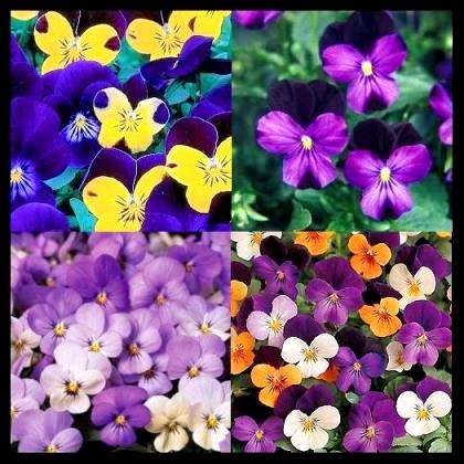 Viola cornuta Sorbet Mixed Seeds - Sow Autumn - Ground-cover Annual