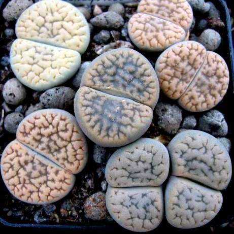5 Lithops hookeri Seeds - Mesemb Stoneplants - Massive Range of Indigenous Succulents