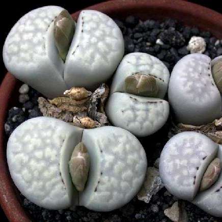 Lithops julii Seeds - Indigenous Succulents