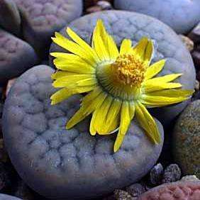 5 Lithops schwantesii Seeds - Stoneplants - Indigenous South African Succulents