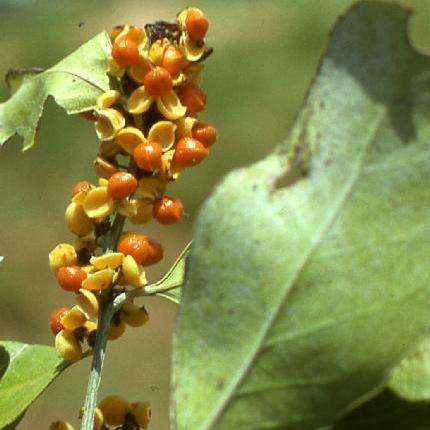 10 Maytenus undata Seeds ~ Koko tree, South African holly, kokoboom - Indigenous to SA