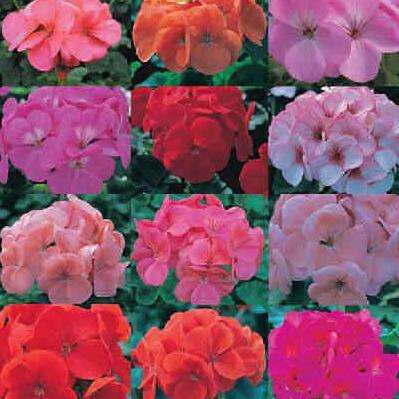20 Pelargonium Aromatic Species Mixed Seeds + Free Seeds with ALL Orders - SA Indigenous Geraniums