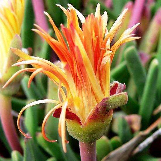 10 Bijlia tugwelliae Seeds - Indigenous Succulents