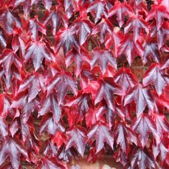 10 Parthenocissus tricuspidata var. Veitchii Seeds - Boston Ivy Climber Creeper