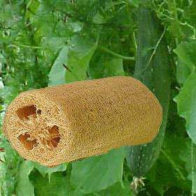 10 Luffa cylindrica Seeds - Loofah, Sponge Gourds, Vegetable Sponge, Wash Sponge