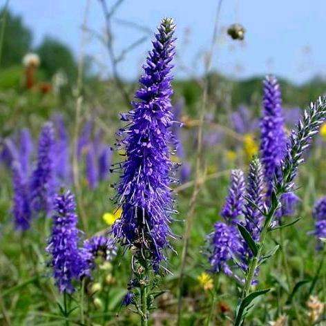 Veronica spicata Seeds - Perennial