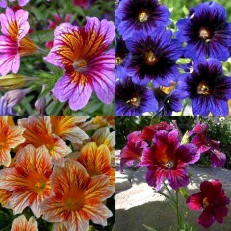 10 Salpiglossis sinuata Mixed Seeds - Painted Tongue Seeds - Cut flowers, Annual