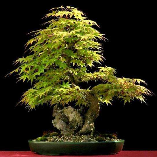 10 Japanese Maple (Acer palmatum) Bonsai Tree Seeds - Exotic Frost Hardy