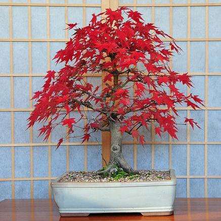 10 Bloodgood Japanese Maple (Acer palmatum 'Bloodgood') Bonsai Tree Seeds - Exotic Frost Hardy