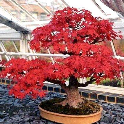 10 Tatar Maple (Acer tataricum subsp. ginnala 'Flame') Bonsai Tree Seeds - Exotic Frost Hardy
