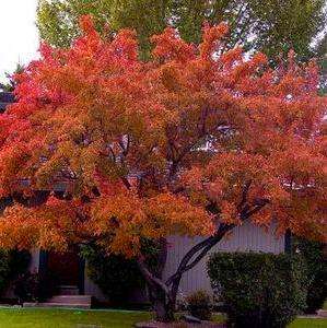 Tatar Maple (Acer tataricum subsp. ginnala 'Flame') Tree Seeds - Exotic Frost Hardy
