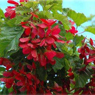 10 Tatar Maple (Acer tataricum subsp. ginnala 'Flame') Tree Seeds - Exotic Frost Hardy