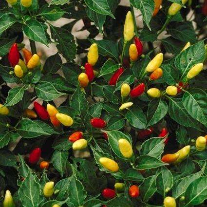 10 Capsicum Tabasco Chilli Seeds ~ Chili Seeds - Vegetable Seeds