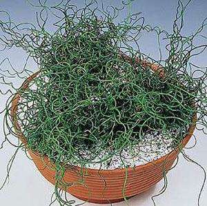 Juncus effusus Spiralis Seeds - Ornamental Corkscrew Grass Seeds