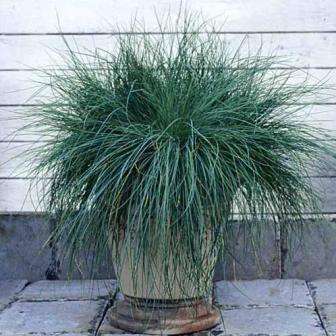 5 Festuca cinerea 'Festina' Seeds - Ornamental Grass Seeds