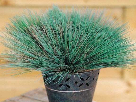 10 Corynephorus canescens Spiky Blue Seeds - Ornamental Grass Seeds