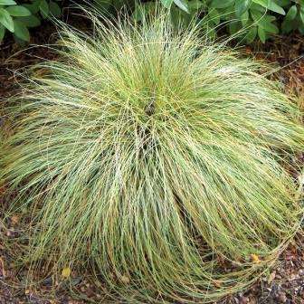 Carex albula Frosted Curls Seeds - Ornamental Grass Seeds