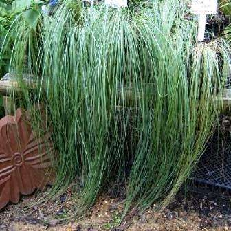 5 Eragrostis elliottii Wind Dancer Ornamental Grass Seeds - Love Grass