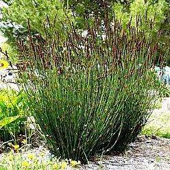 30 Chondropetalum elephantinum - Ornamental Thatch Grass Seeds