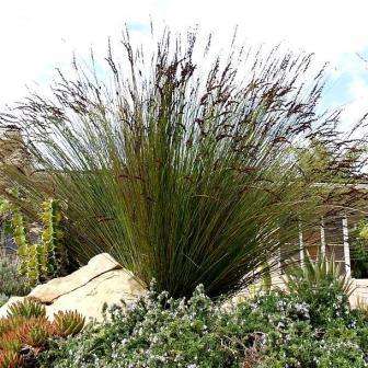 Chondropetalum elephantinum - Ornamental Thatch Grass Seeds