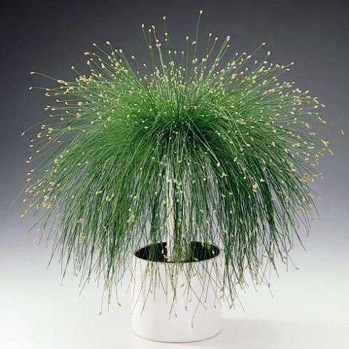 5 Isolepis cernua Live Wire Ornamental Grass Seeds - Fiber Optic Grass