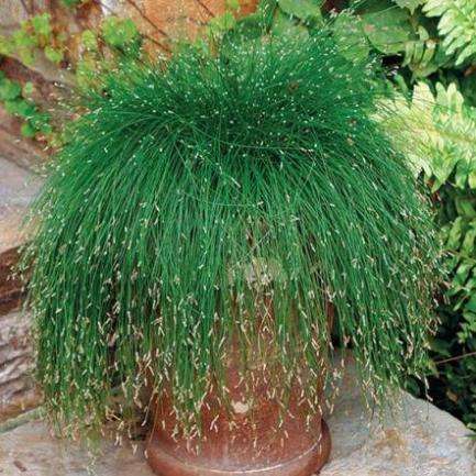 Isolepsis cernua Live Wire Ornamental Grass Seeds - Fiber Optic Grass