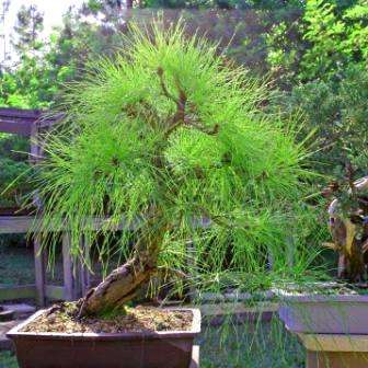 5 Pinus patula, Patula Pine, Mexican Weeping Pine Bonsai Tree Seeds + Free Bonsai eBook