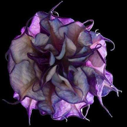 5 Datura metel Blackcurrant Swirl Seeds - Angel's Trumpet Seeds -Stunning Fragrant Exotic Perennial