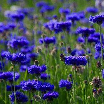 100 Blue Cornflower, Bachelor Buttons, Bluebonnet Seeds - Centaurea cyanus Seeds - Annual